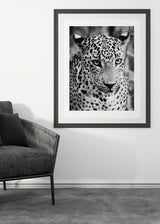 Decoración con cuadros, ideas -  cuadro fotografía de guepardo en blanco y negro. Lámina decorativa de guepardo.