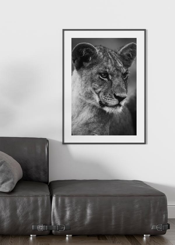 Decoración con cuadros, ideas -  cuadro fotografía de leona en blanco y negro. Lámina decorativa de leona.