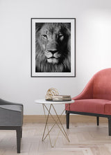 Decoración con cuadros, ideas -  cuadro fotografía de león en blanco y negro. Lámina decorativa de foto de león.
