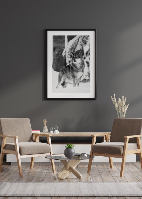Decoración con cuadros, ideas -  cuadro fotografía lobo en blanco y negro. Lámina decorativa de foto de lobo.