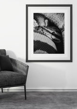Decoración con cuadros, ideas -  cuadro fotografía de serpiente pitón en blanco y negro. Lámina decorativa de foto de serpiente pitón.