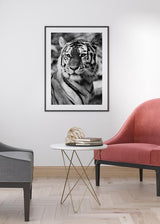 Decoración con cuadros, ideas -  cuadro fotografía de tigre en blanco y negro. Lámina decorativa de foto de tigre.
