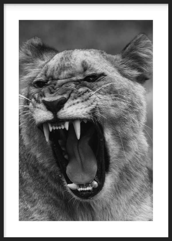 lámina para cuadro fotografía de tigre furioso en blanco y negro. Lámina decorativa de foto de tigre.