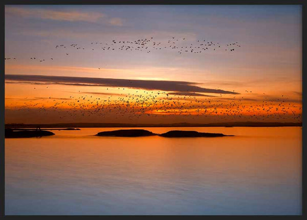 cuadro para lámina decorativa fotográfica de paisaje con mar, atardecer y pájaros volando - kuadro
