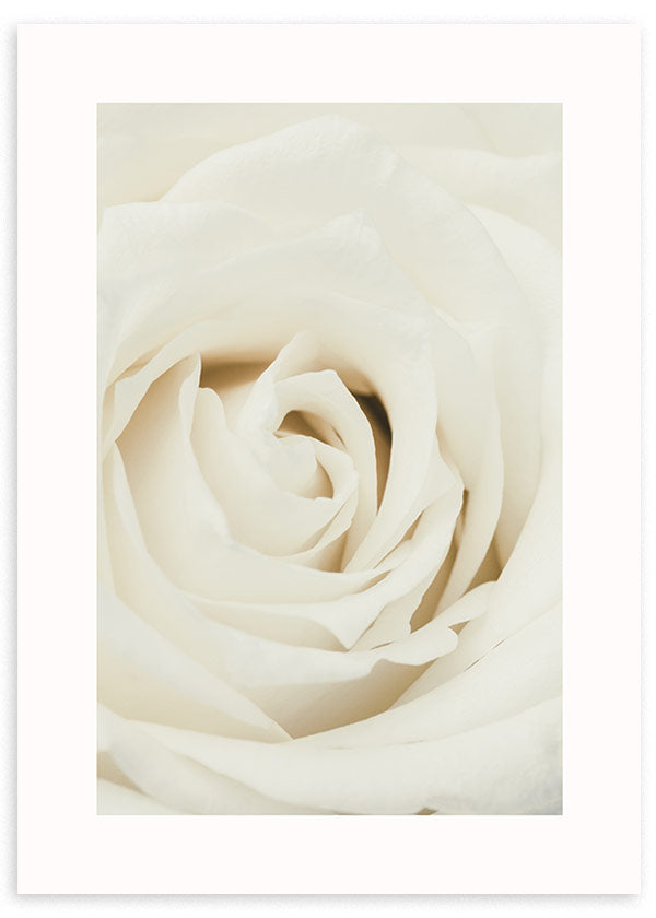 lámina decorativa fotográfica de rosa blanca en estilo nórdico - kuadro